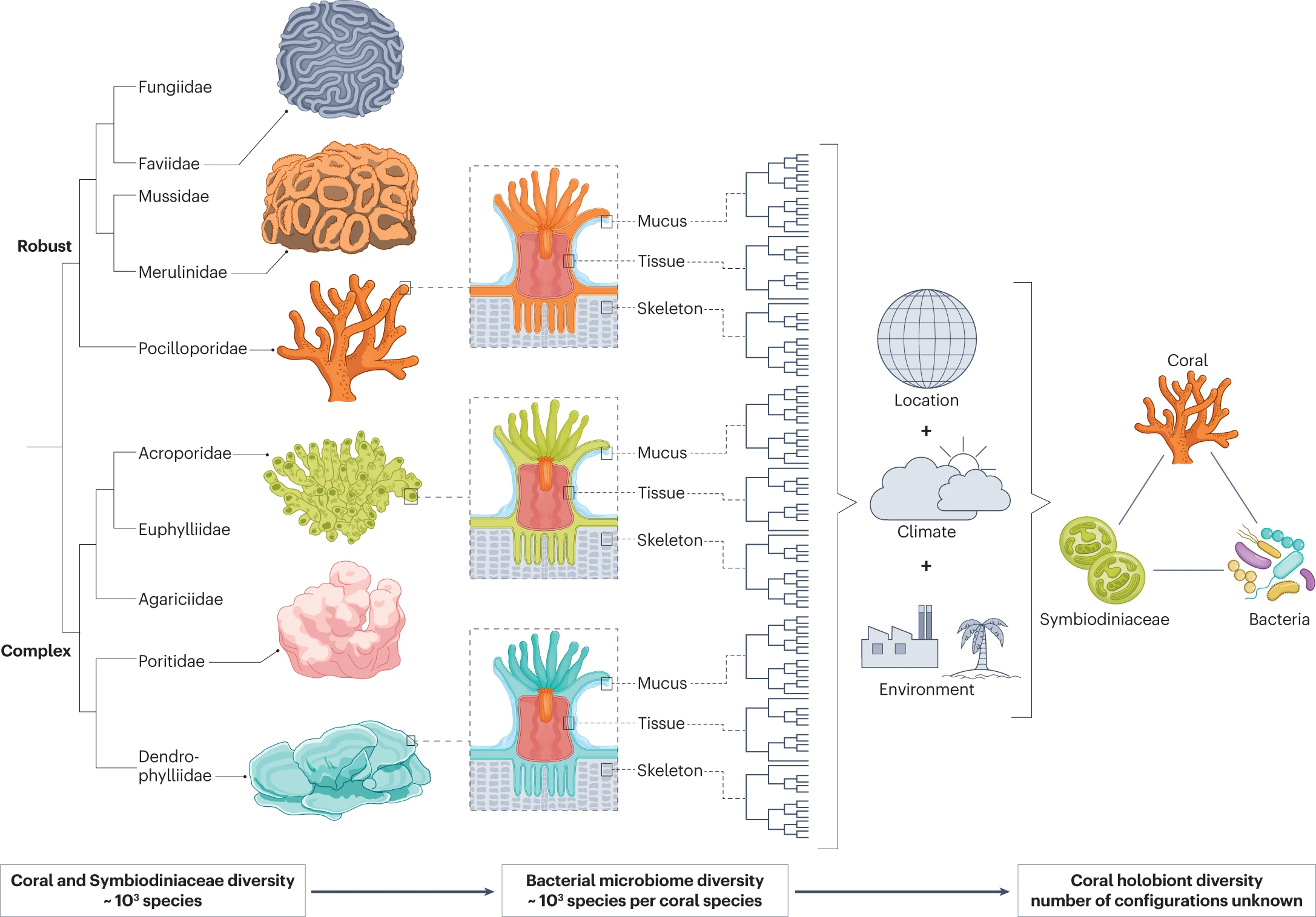 coral microbiome overview figure