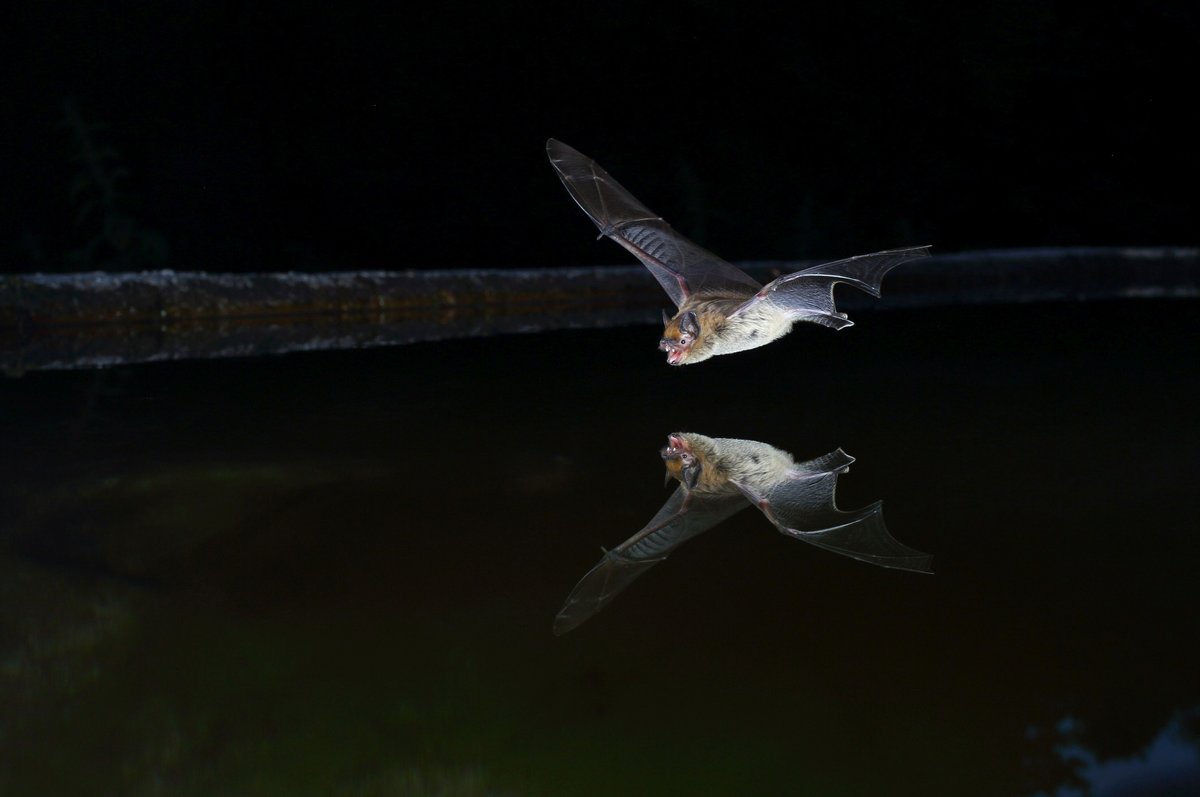 Eine Fledermaus fliegt über eine Wasserfläche auf der sie gespiegelt wird.