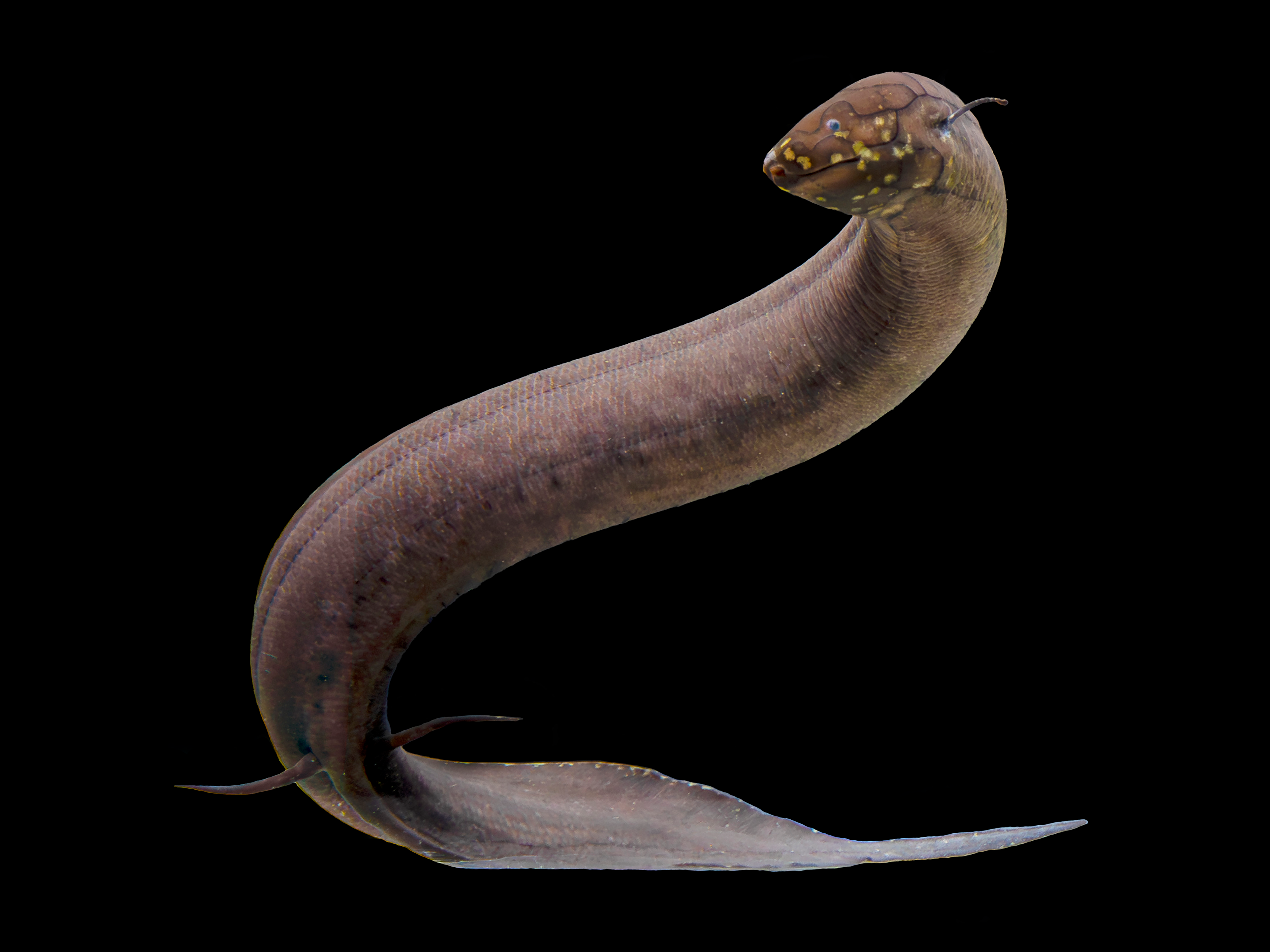 The South American lungfish has an eel-like, brownish-coloured body and a snake-like, yellow-spotted head.  